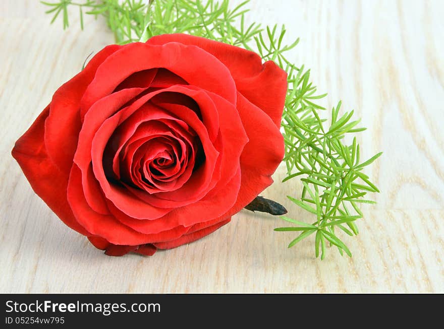 Single red rose on wood background