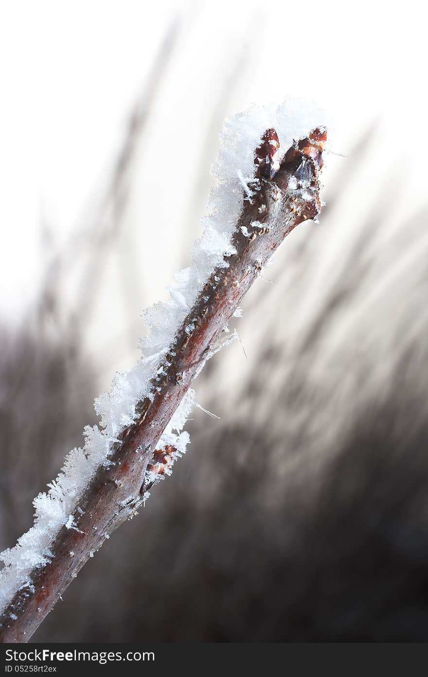 Chery branch covered in ice