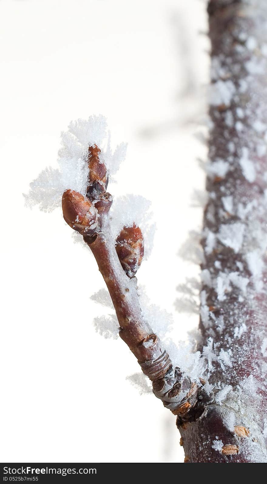 Branch with sprout covered in ice