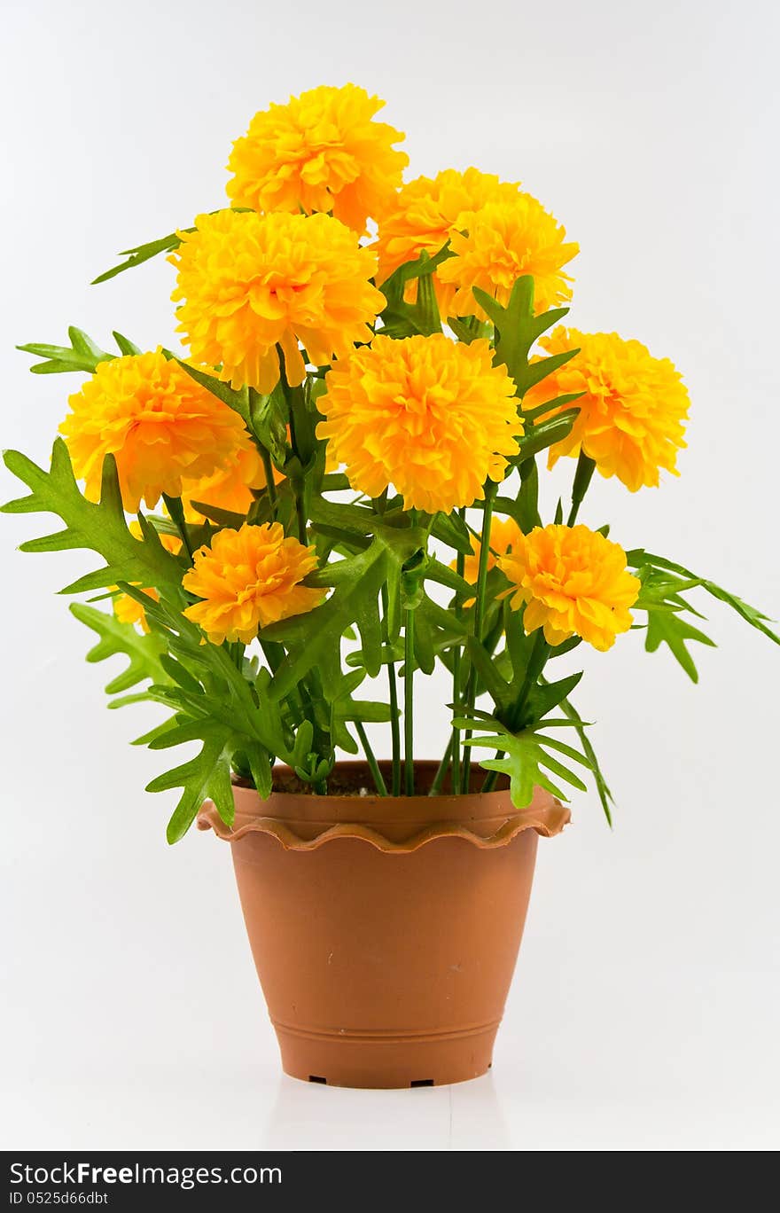 The marigold in pot on white background. The marigold in pot on white background.