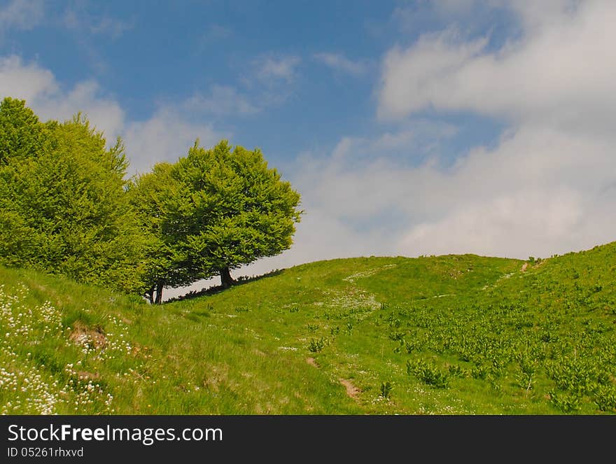 A leaning tree on a hill in the mountains, with the crown parallel to the ground. A leaning tree on a hill in the mountains, with the crown parallel to the ground