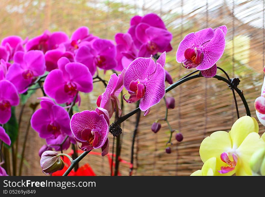 Moth Orchid