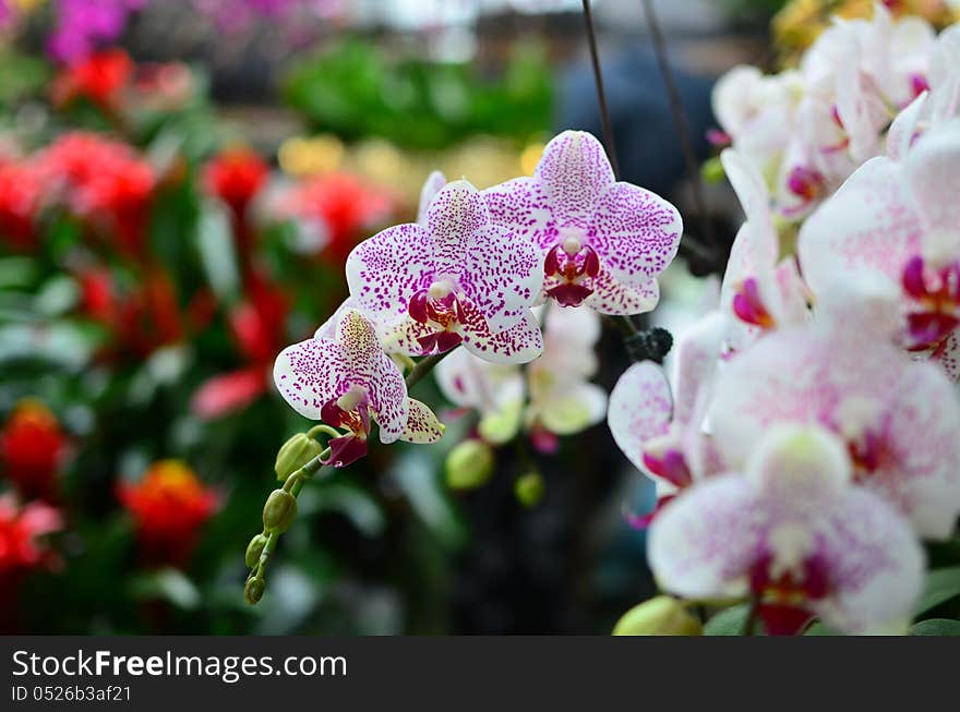 Moth Orchid