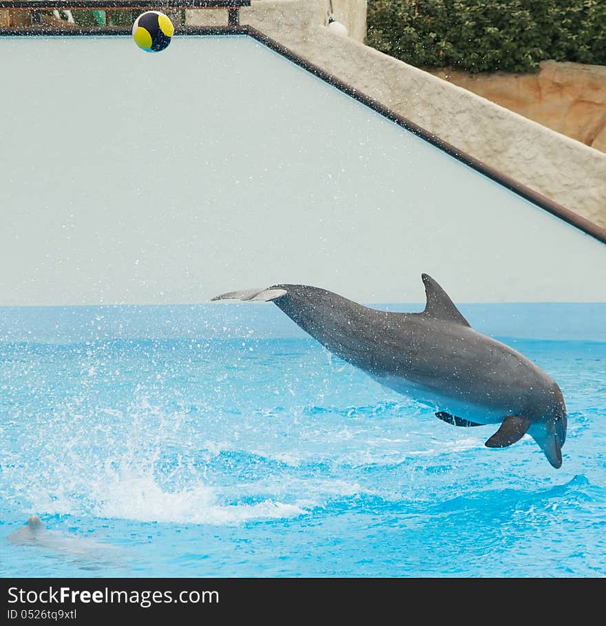 Dolphin kicking Ball