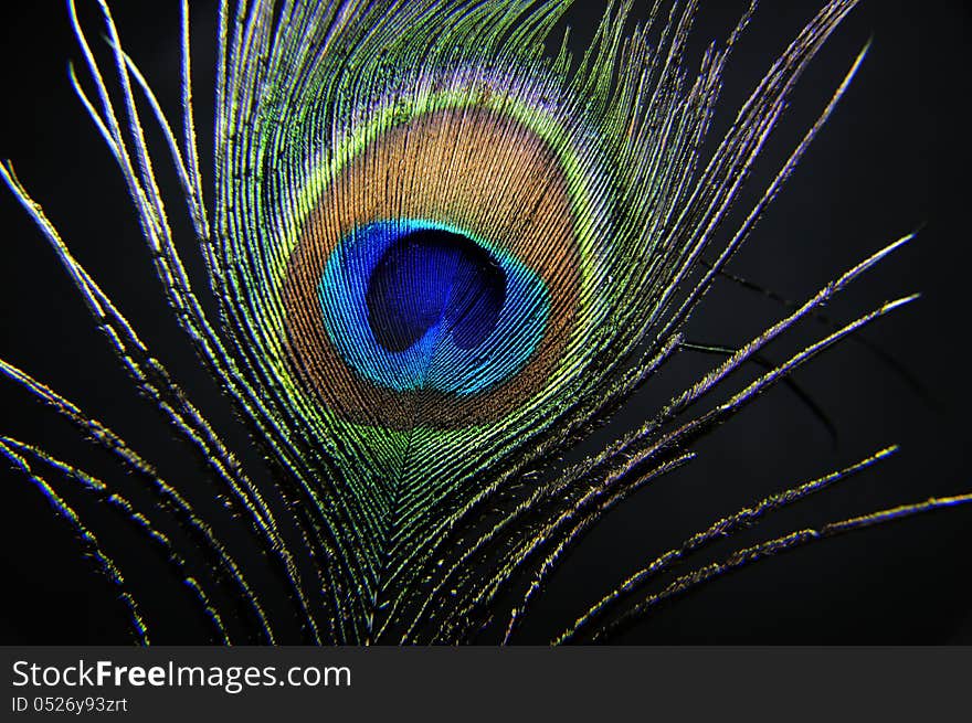 Peacock Feather Closeup