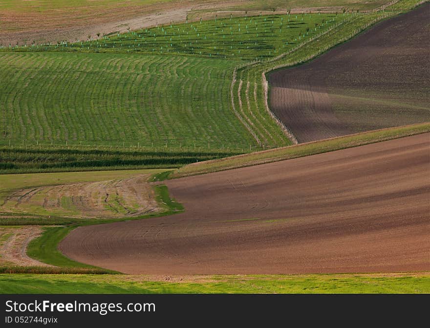 Spring field of growing up green grain. Spring field of growing up green grain