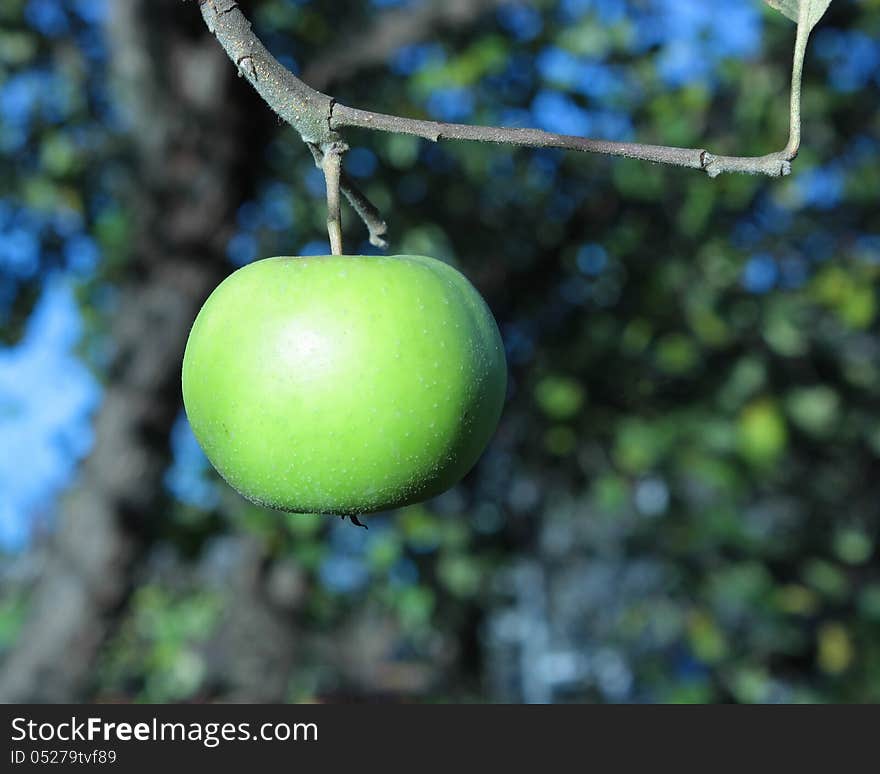 Green apple on a branch