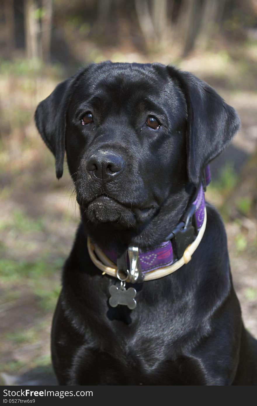 Portrait of  black labrador (2 years). Portrait of  black labrador (2 years)