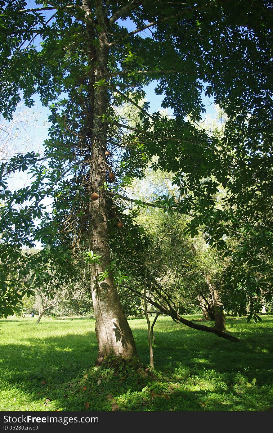 Tropical plants in a nature park. Tropical plants in a nature park