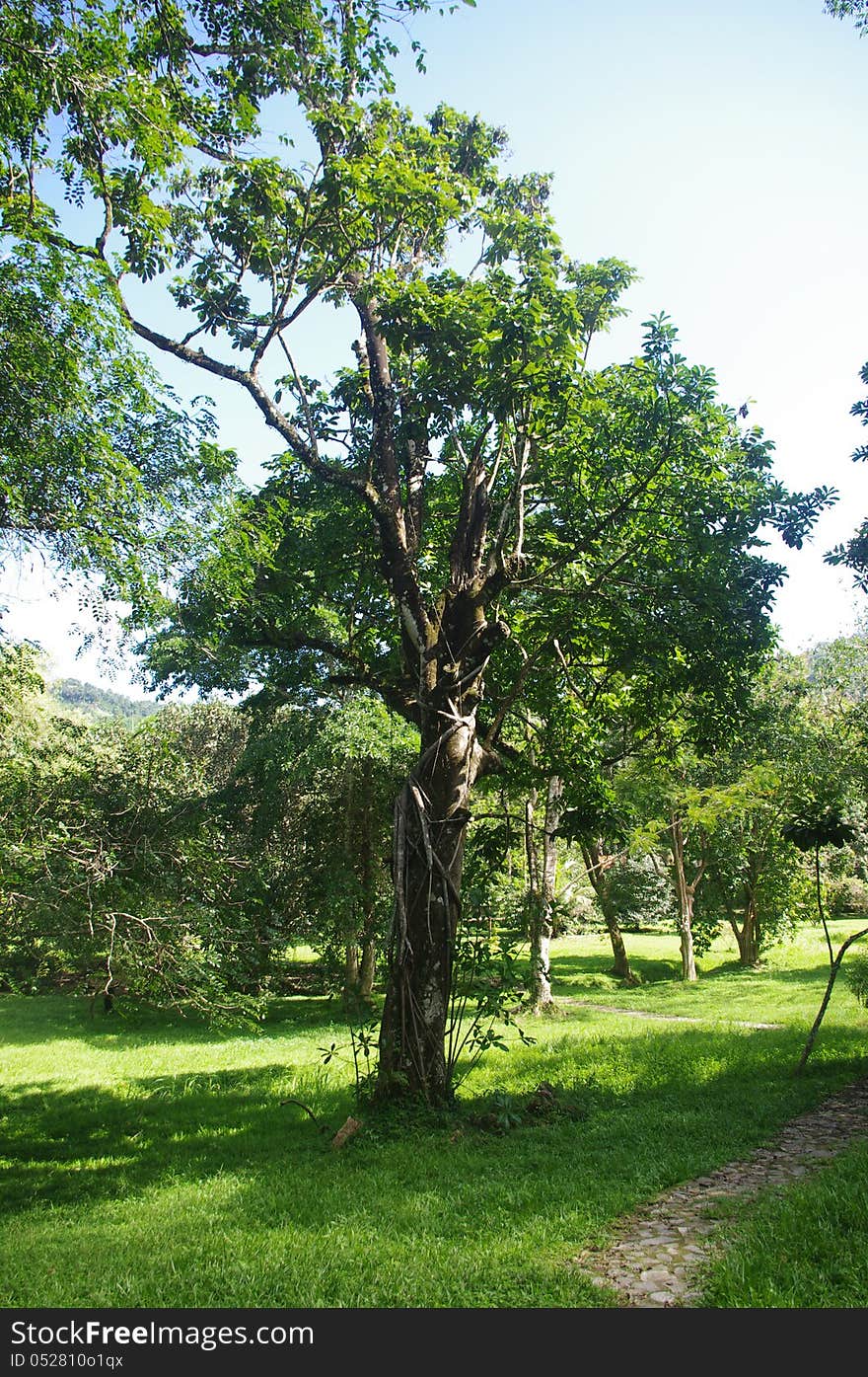 Trees in a nature park