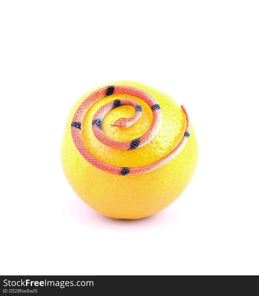 Snake basking on top of the orange, white background. Snake basking on top of the orange, white background