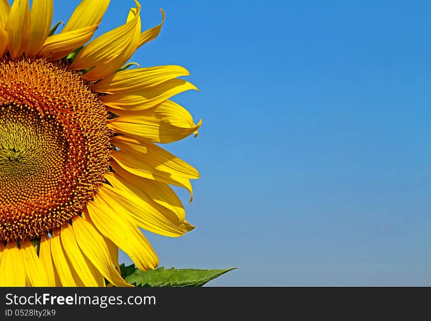 The sunflower beautiful with half on the field and bright blue sky. The sunflower beautiful with half on the field and bright blue sky