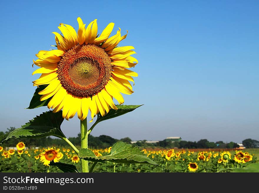 Big sunflowers beautiful higher small flower in the field with bright blue sky. Big sunflowers beautiful higher small flower in the field with bright blue sky