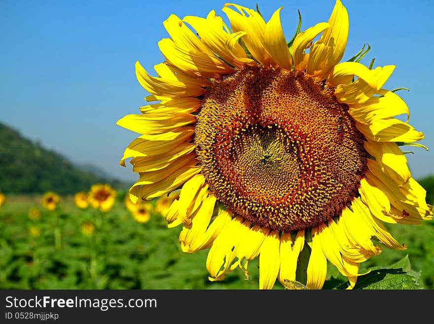 The sunflowers and green background beautiful in the field with bright blue sky. The sunflowers and green background beautiful in the field with bright blue sky