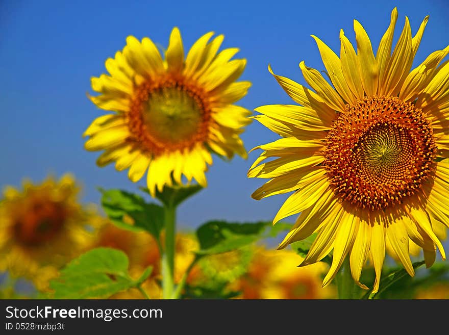 The sunflowers beautiful with yellow backdrop of blue sky. The sunflowers beautiful with yellow backdrop of blue sky