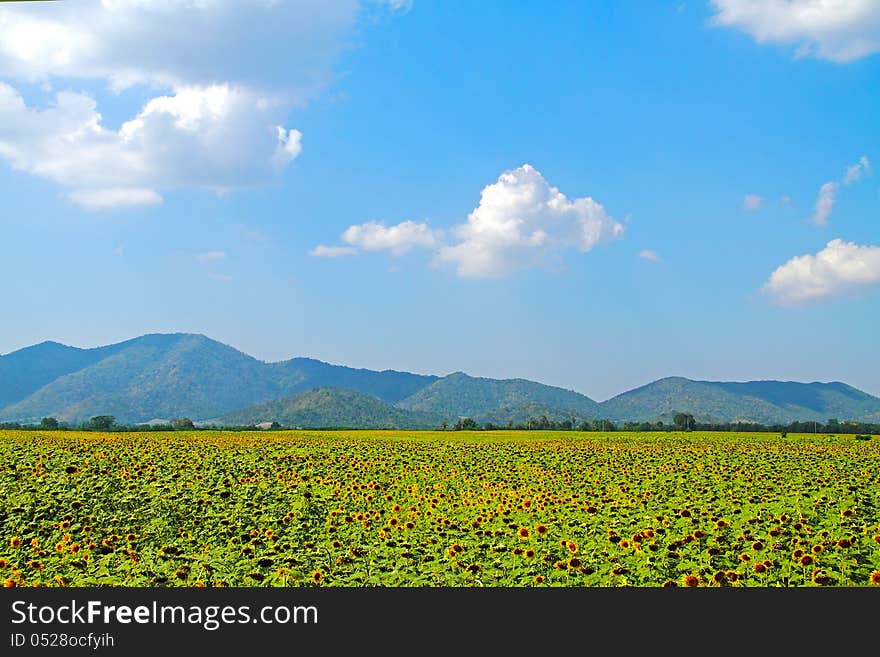 Field sunflowers and cloud blue sky with mountain in county Thailand. Field sunflowers and cloud blue sky with mountain in county Thailand