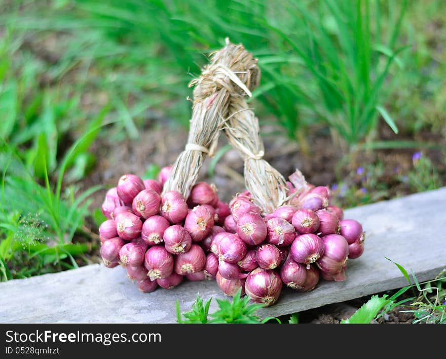 Group of shallots