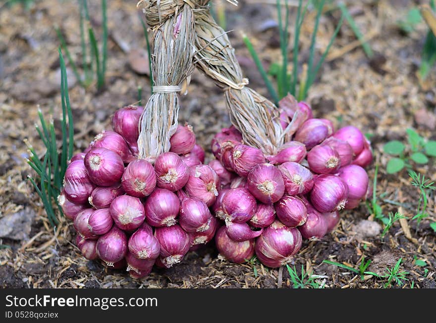 Group of shallots