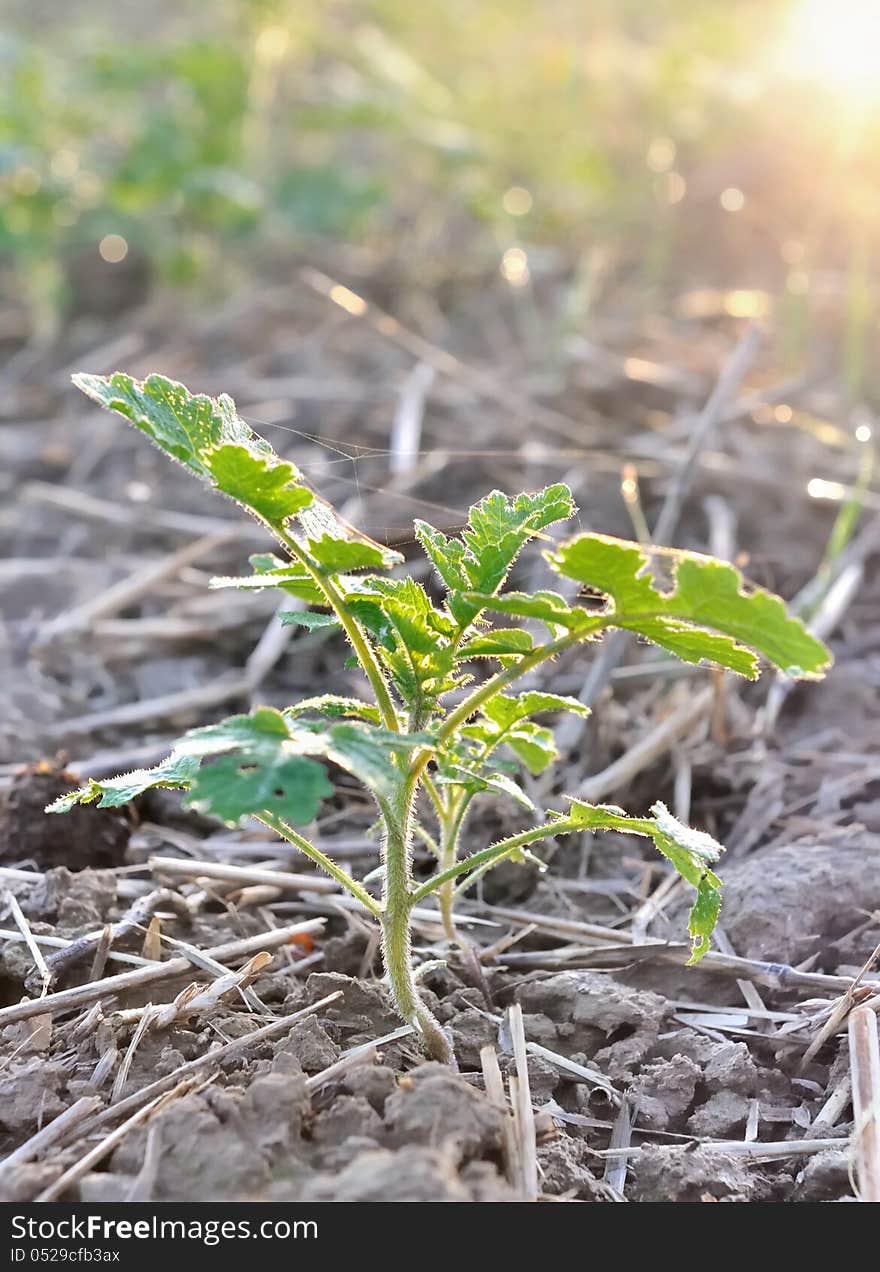 Growth of a young growth in the morning sunlight. Growth of a young growth in the morning sunlight