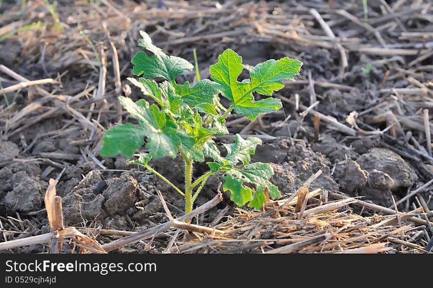 Growth of a seedlings