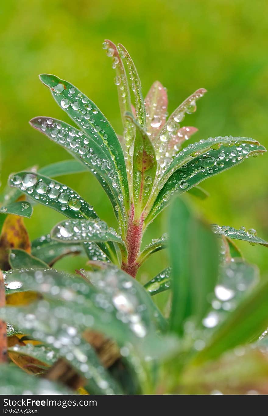 Water droplets on leaves