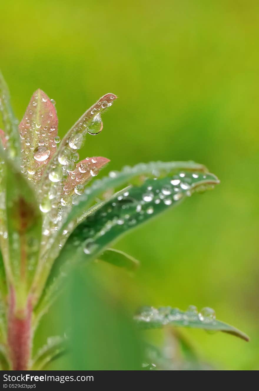 Water Droplets On Leaves