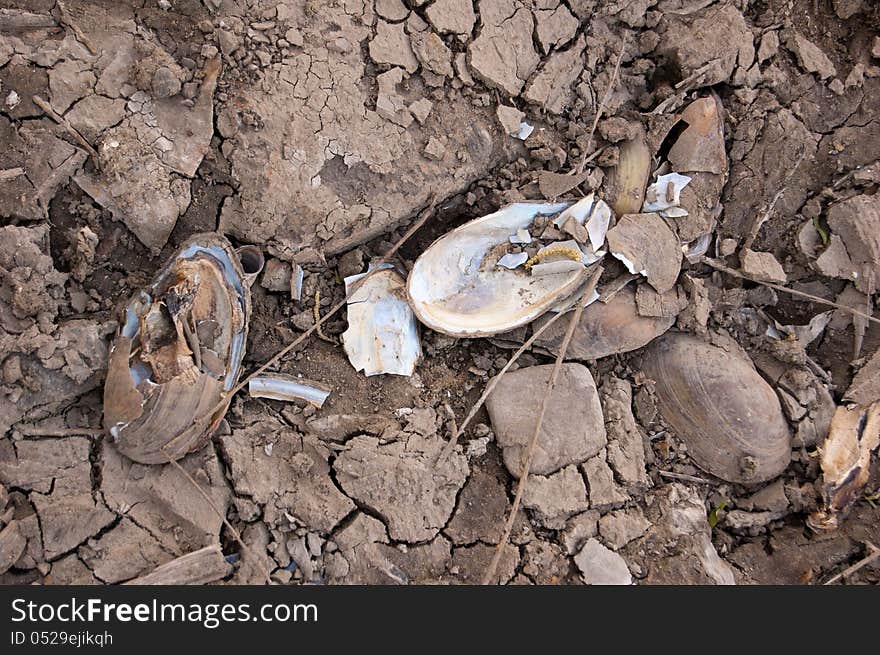 Broken cockleshells in the dried reservoir. Broken cockleshells in the dried reservoir