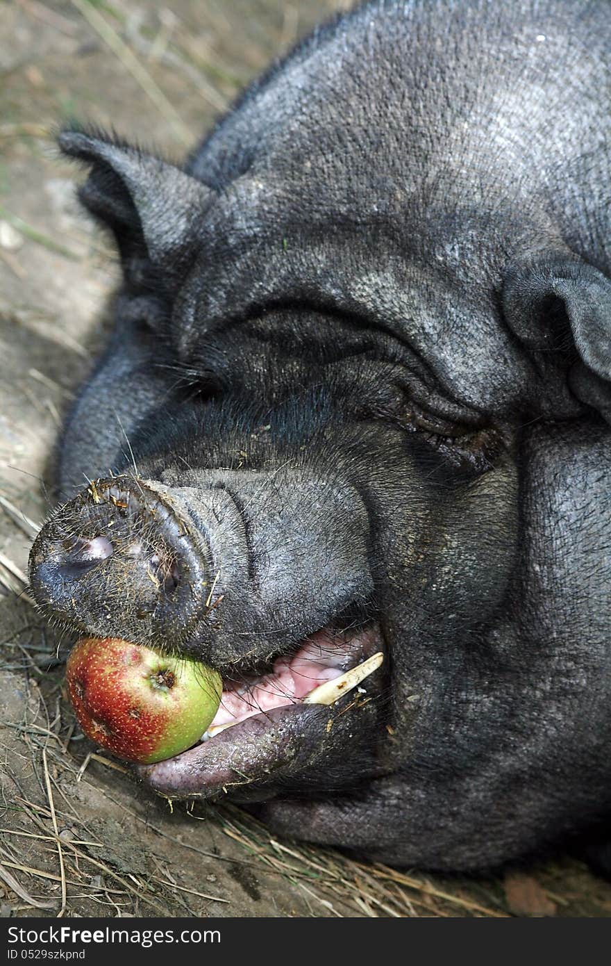 A big pot-bellied pig has an apple in his mouth