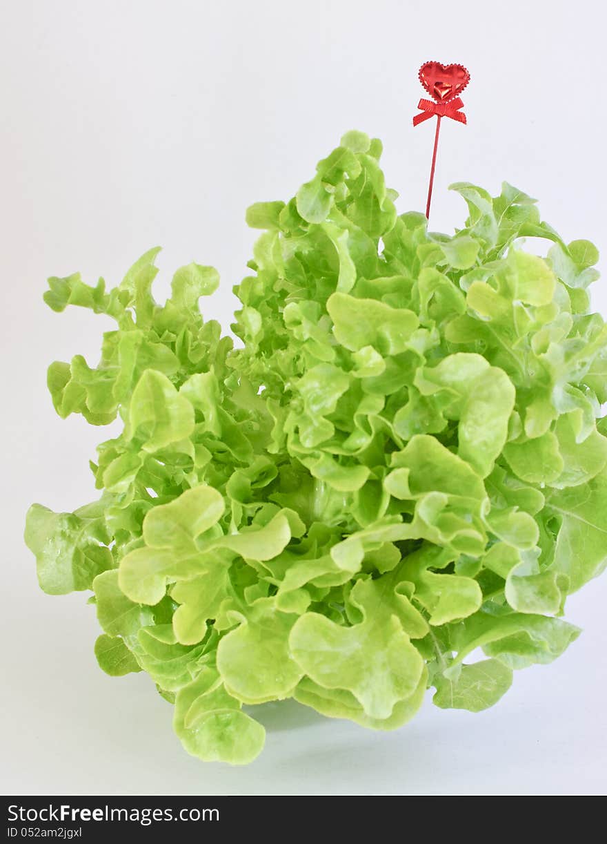 Green Oak leaf lettuce with heart  on white background