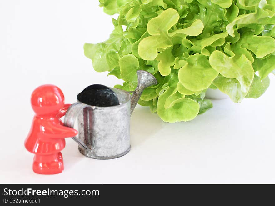 Ceramic Doll Water The Green Oak Leaf Lettuce