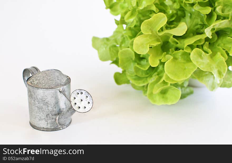 Green oak leaf lettuce with tin watering can isolated on white background