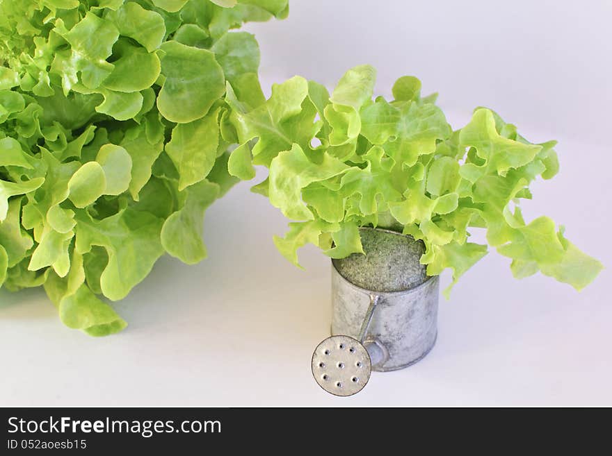 Green oak leaf lettuce with tin watering can  on white background