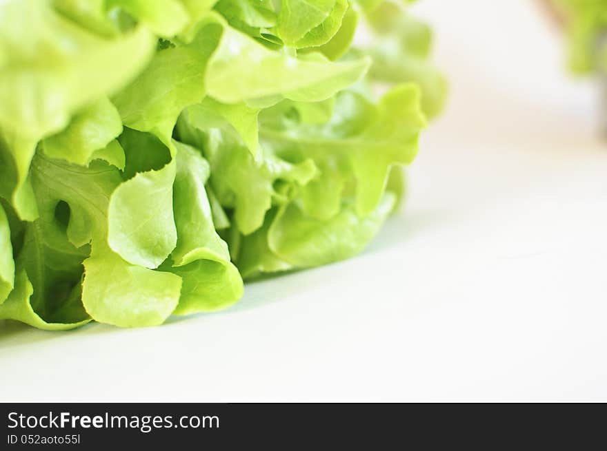 Closeup fresh green Oak leaf lettuce