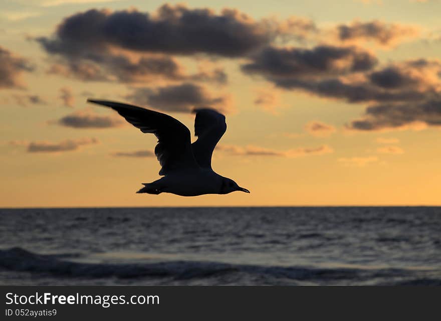 Cloudy sea sunset with seagull