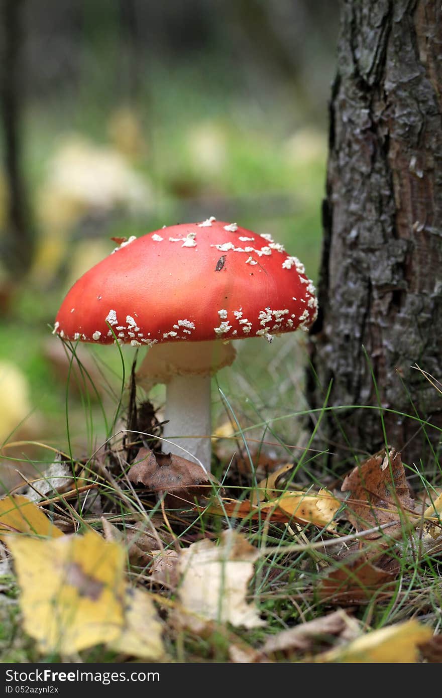 Red and white Mushroom -Fly agaric. Red and white Mushroom -Fly agaric