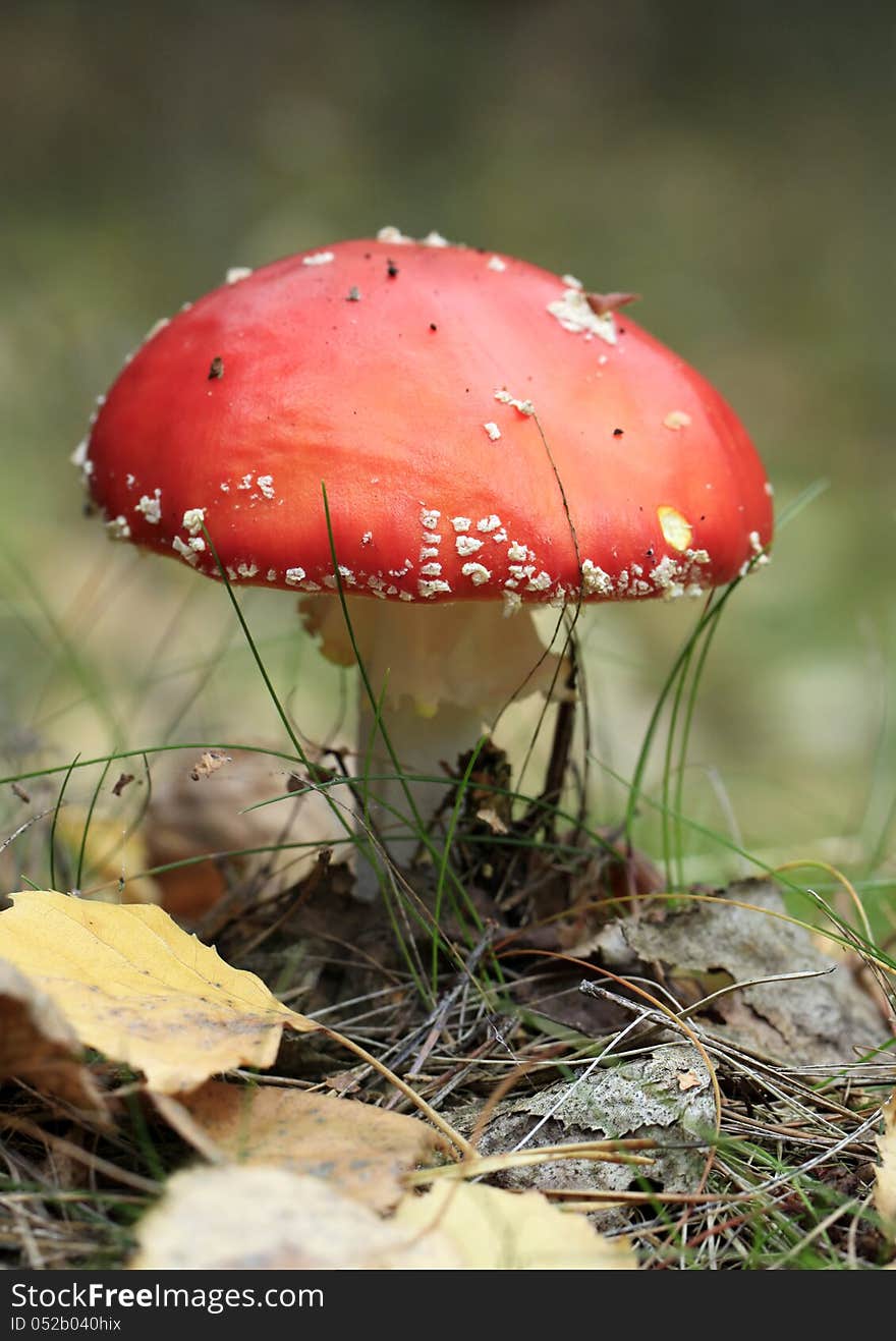 Red and white Mushroom -Fly agaric. Red and white Mushroom -Fly agaric