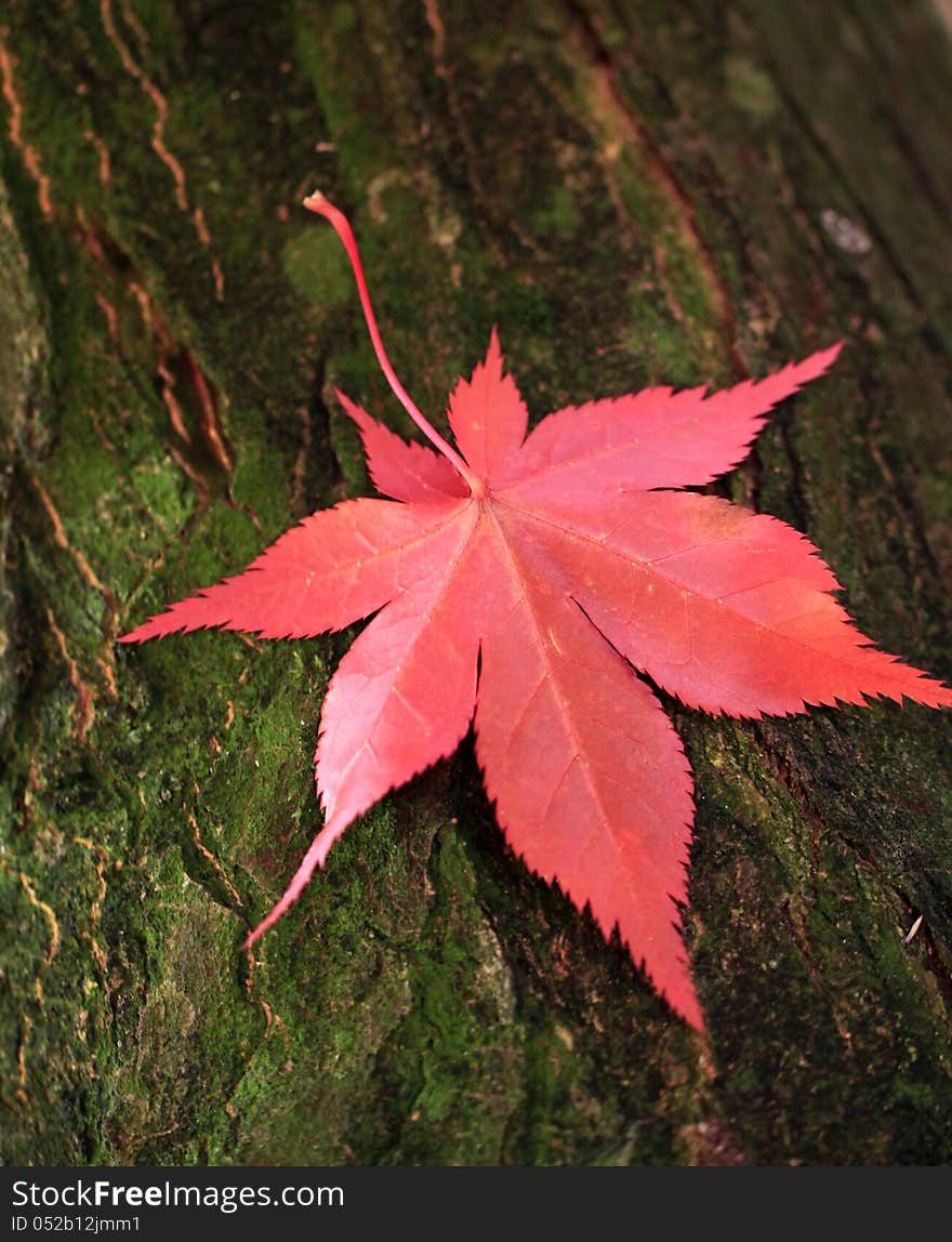 Red maple leaf on the trunk of the tree. Red maple leaf on the trunk of the tree