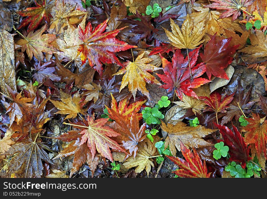 Carpet from yellow and brown leaves. Carpet from yellow and brown leaves