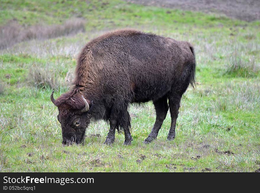 A Bison eating grass in the meadow. A Bison eating grass in the meadow