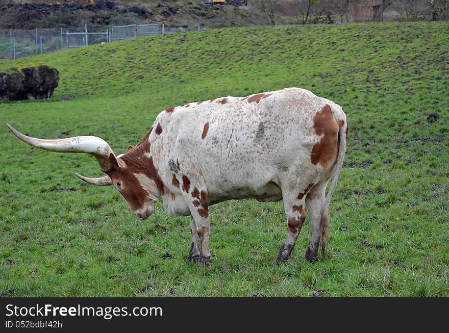 An African Ankole-Watusi (Long-horned cattle). An African Ankole-Watusi (Long-horned cattle)