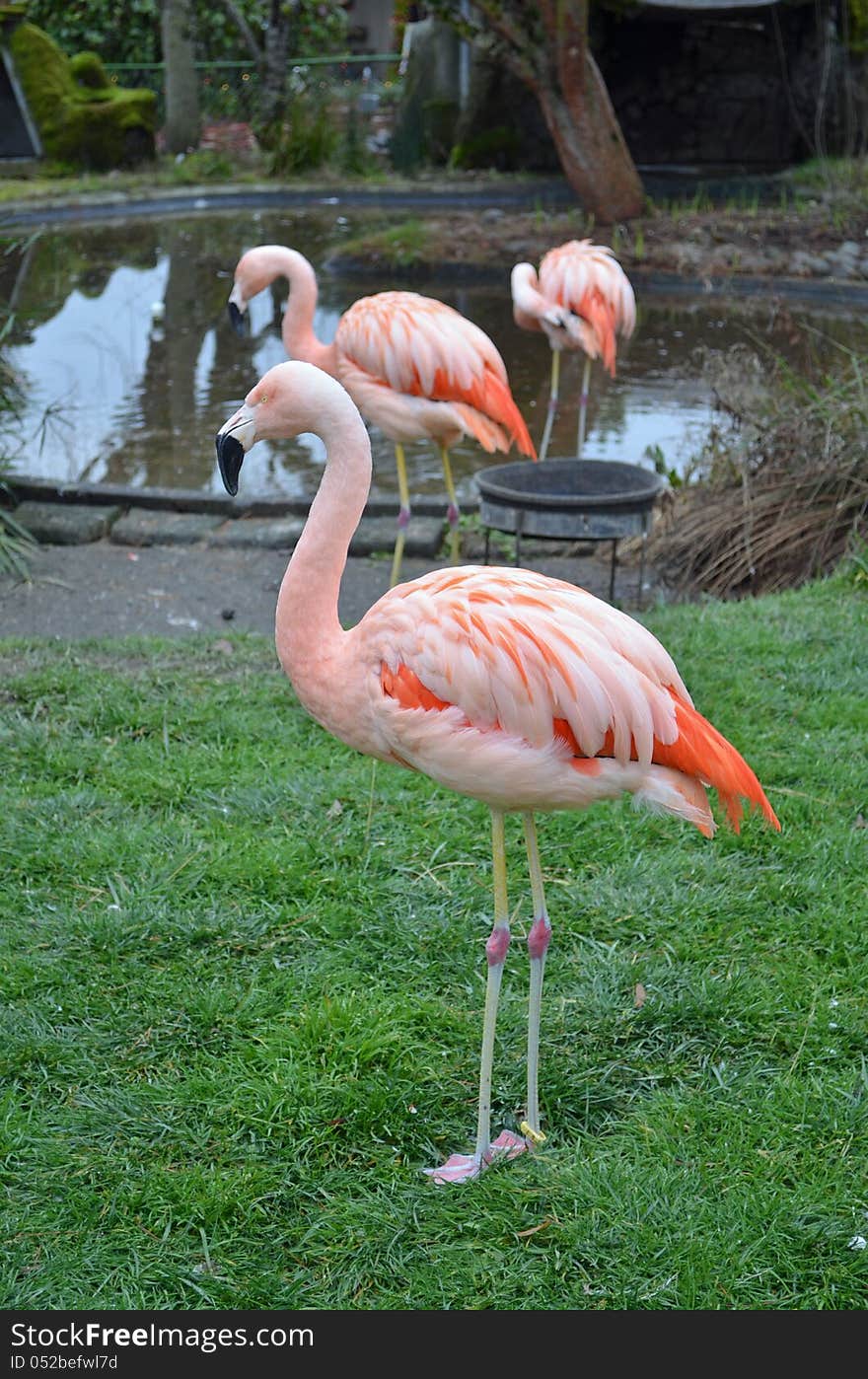 Pink Flamingos at Wildlife Safari, in Winston OR