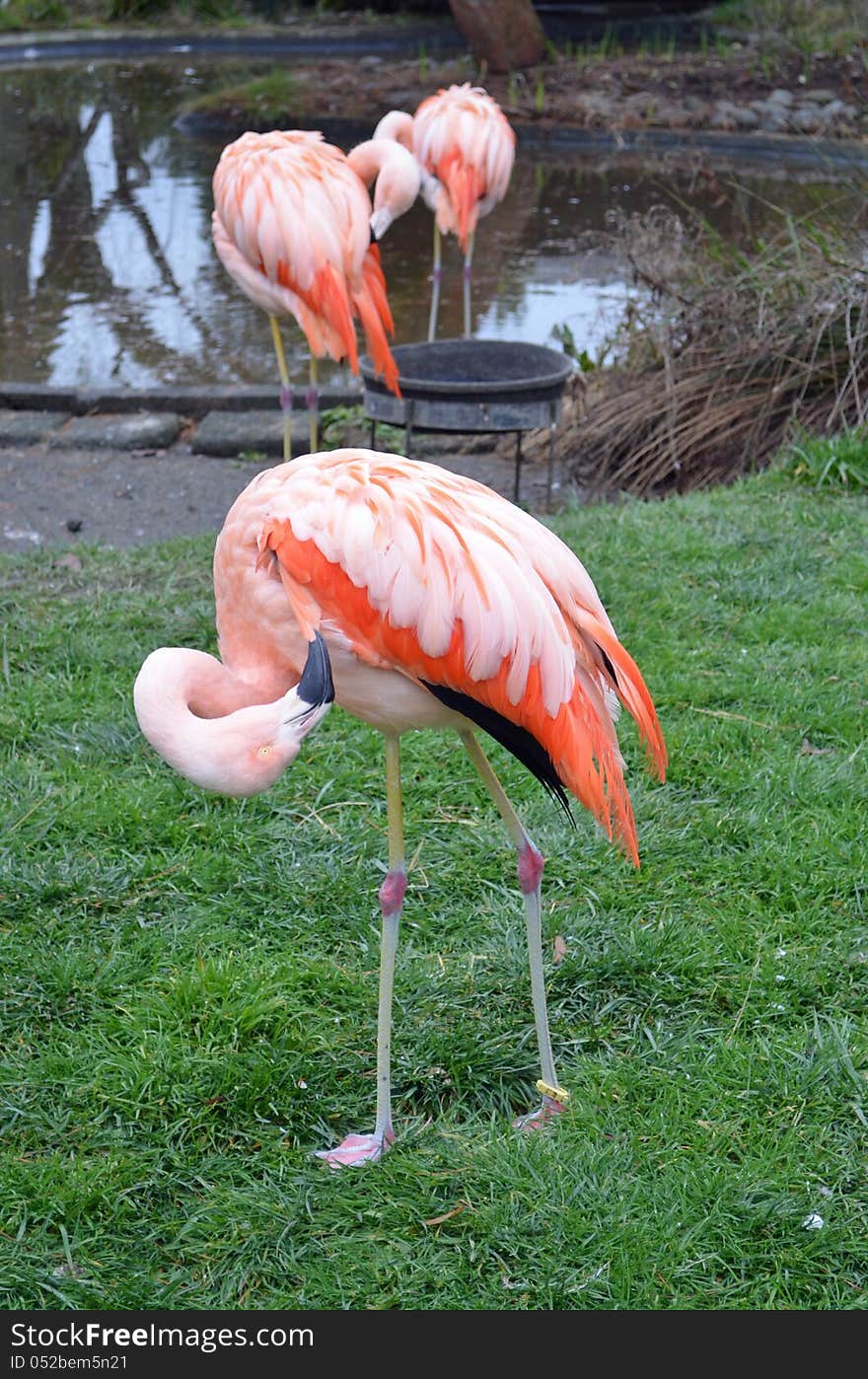 Pink Flamingos by the pond