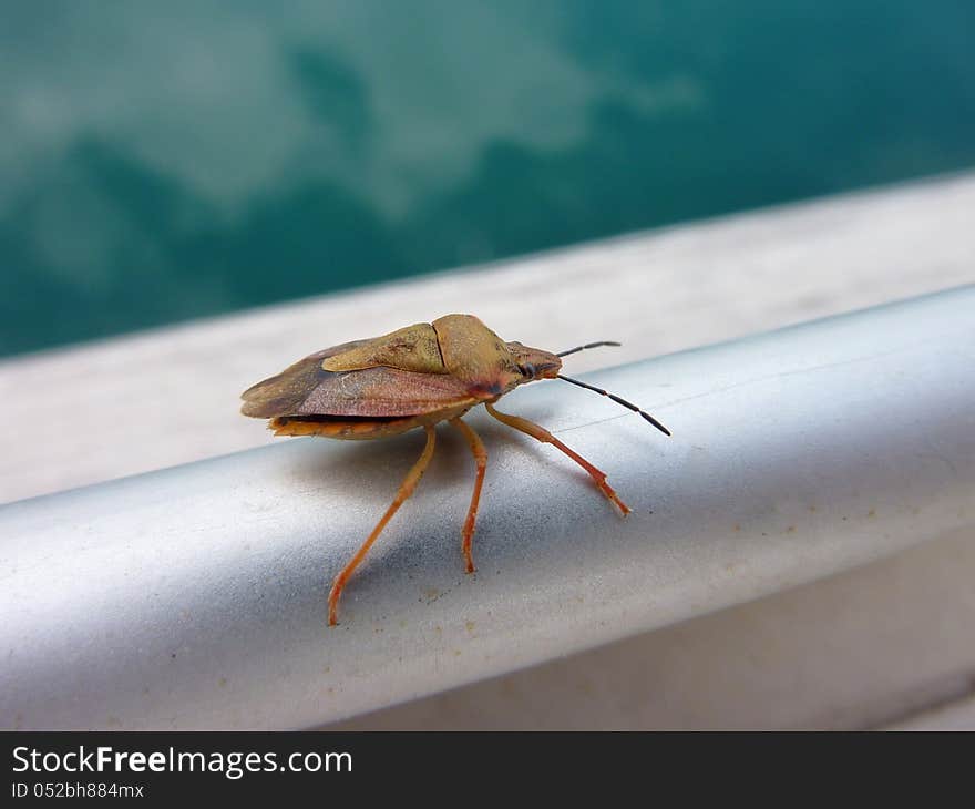 Roodpotige boomschildwants (pentatoma rufipes). Roodpotige boomschildwants (pentatoma rufipes)