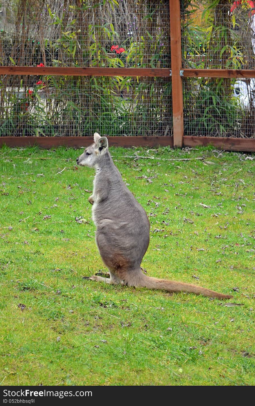 Wallaby Kangaroo holding still and watching