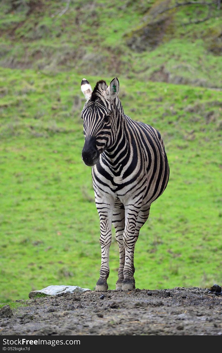 Zebra, an African equid (horse family)