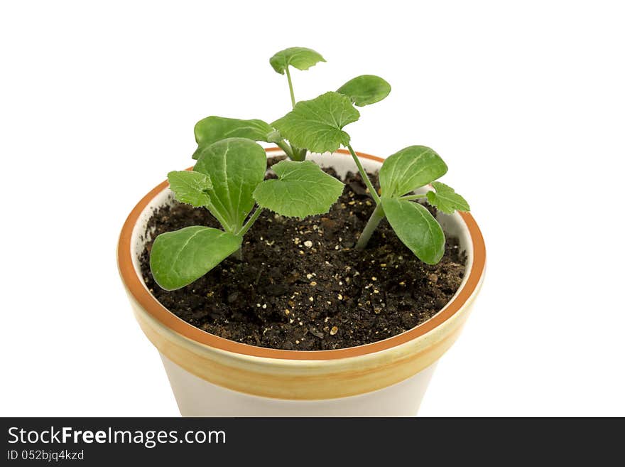 Beautiful new squash seedlings growing in a small ceramic pot. Isolated on white. Beautiful new squash seedlings growing in a small ceramic pot. Isolated on white.