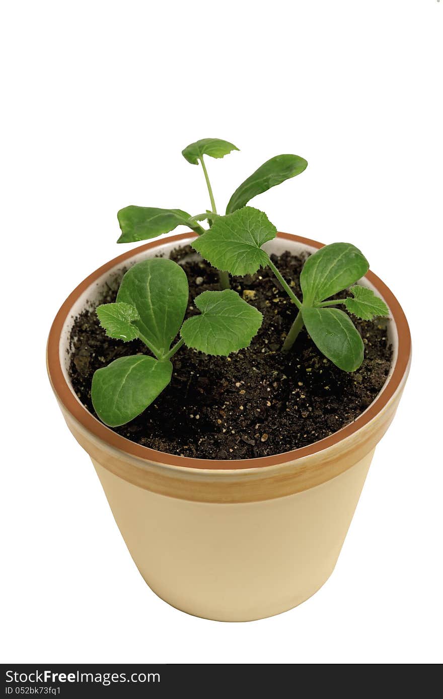 Beautiful new squash seedlings growing in a small ceramic pot. Isolated on white. Beautiful new squash seedlings growing in a small ceramic pot. Isolated on white.