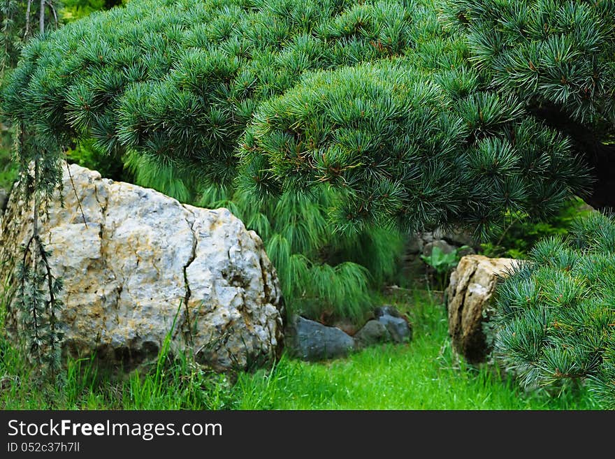 Beautiful green garden bonsai with stones. Beautiful green garden bonsai with stones