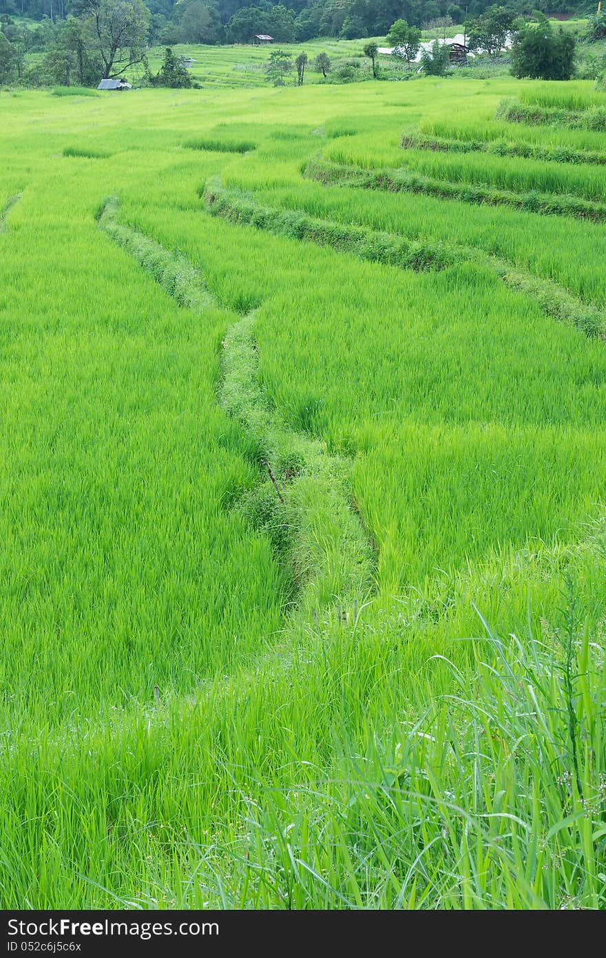 Green terraced rice field of Thailand