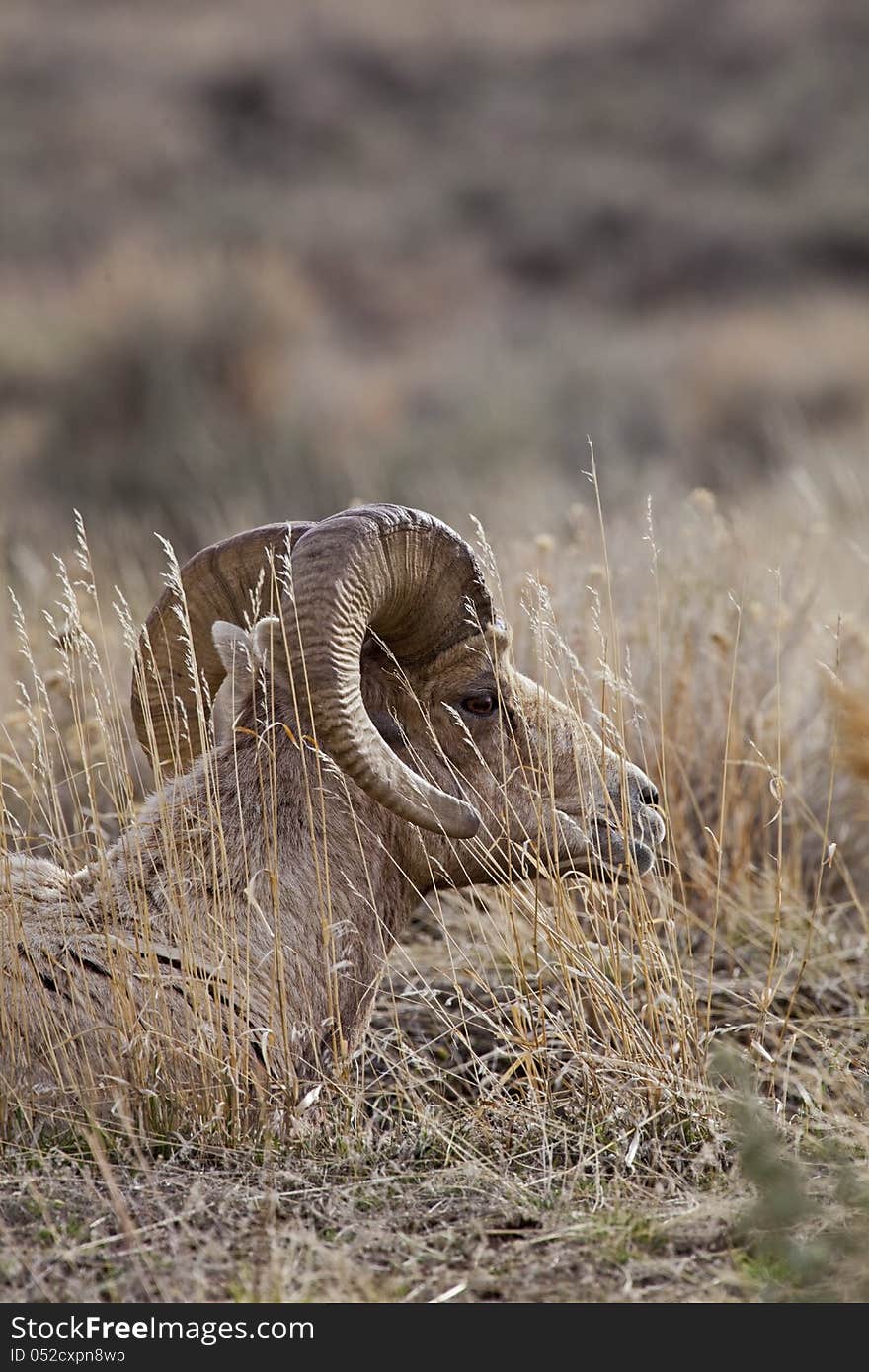 The Bighorn Sheep ram rests while grazing in the dry winter Wyoming grass of the rugged and rocky Absaroka Front mountains. The Bighorn Sheep ram rests while grazing in the dry winter Wyoming grass of the rugged and rocky Absaroka Front mountains.